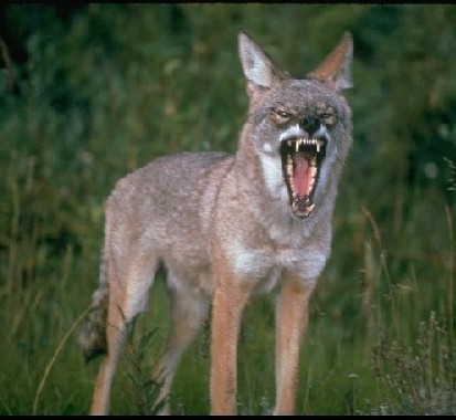 Update on coyote activity – recent coyote attacks and killings